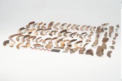 Foto von Tierknochenkonvolut (NHMW-PRAE-003518)